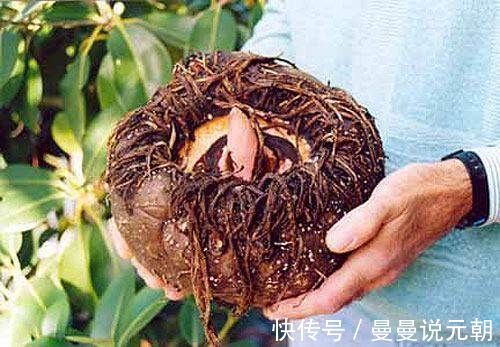 胰岛素|此物天然的“胰岛素”每天经常吃,调内分泌稳血糖,好处不请自来