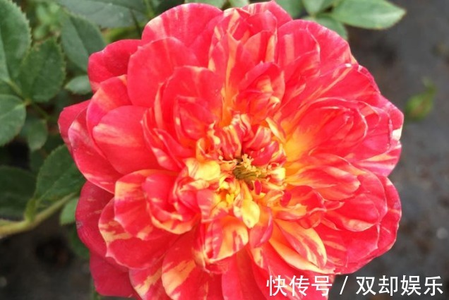 养花就养“它”,一年四季都开花,花开“多色”,30天养“爆盆”