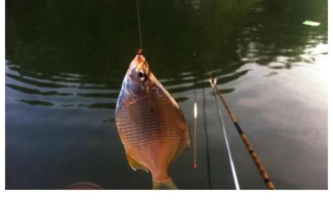 自从发现这饵料用法，夏钓再难也照样爆护，莫忽视
