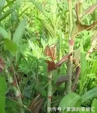 农民们|农民若是见了它,就要把它拔掉,殊不知是价值珍贵的活血龙