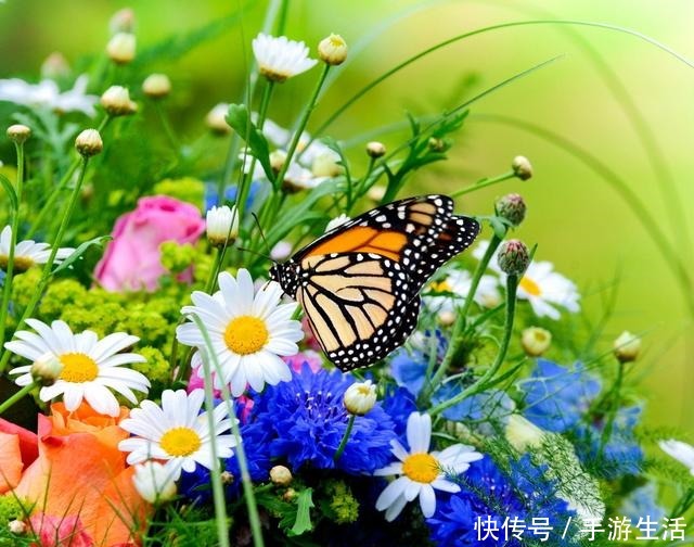 这三植物容易“泛滥成灾”,养一棵成活一大片,40℃还生机勃勃!