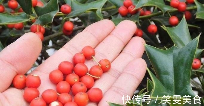 风湿|这树叶,也是一味中药,泡茶代饮,抗菌消炎、祛风湿