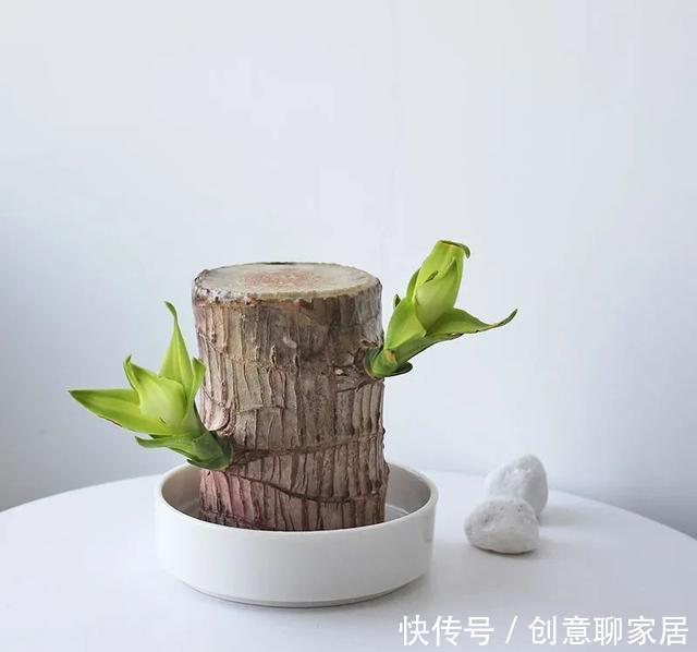 插土就能活!大半个月不用浇水,繁殖掐枝就能活,适合懒人