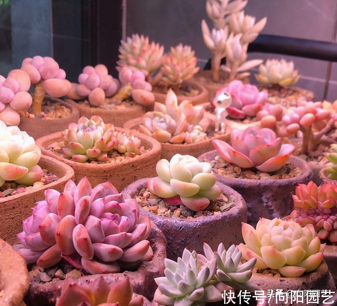 多肉|最好养的景天科多肉，种到土里不用管，毛细根蹭蹭扎到土里