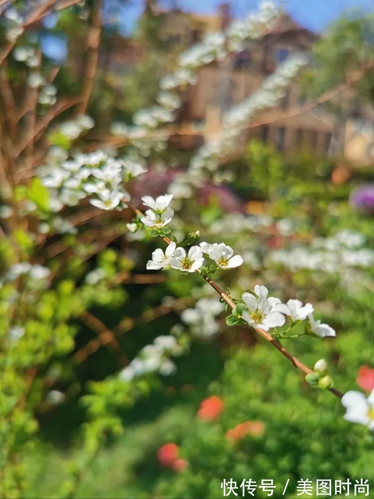 下午茶|一楼430㎡大院子,用1年半建成花园,网友:你这是建了个公园吧?