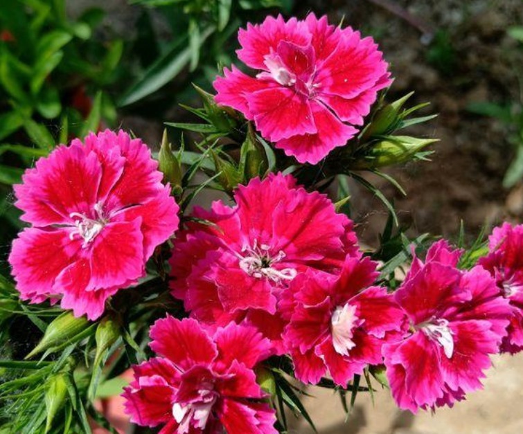 “4种花”是懒人养花首选，一月浇一次长得旺，叶子油绿开花多！