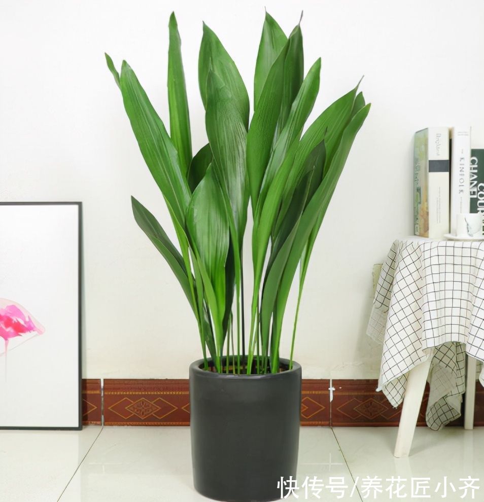 13种“耐阴”花,家里采光差,选它就对了,养好爆盆很轻松