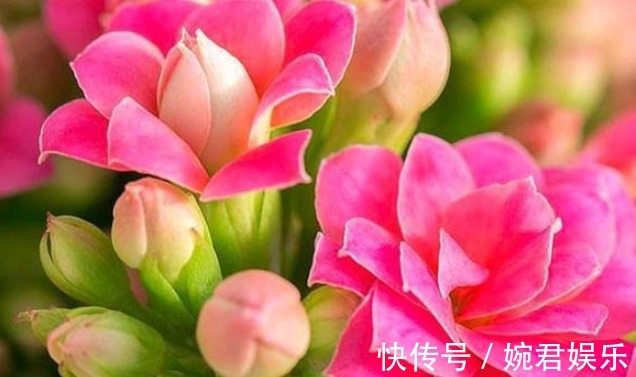 盆栽|长寿花品种众多花色娇艳,能够盆栽,养护的时候要注意的几个地方