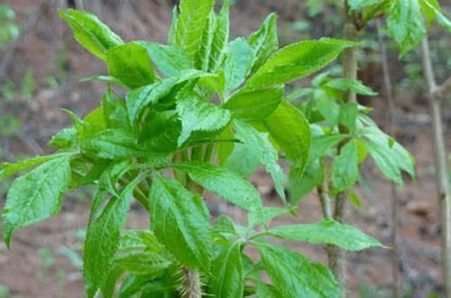 秋黄草|黄芪3斤不如它一两,坚持泡水喝,免疫力好了、气也足了