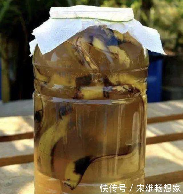 别给花卉用“营养剂”，此种“肥水”，营养多，2个月浇1次，旺盛