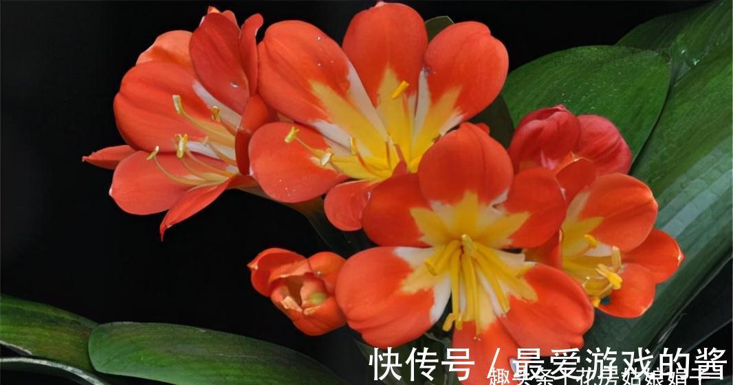 想要君子兰在12月能孕蕾开花,做好这几件事,天冷就能蹿花箭