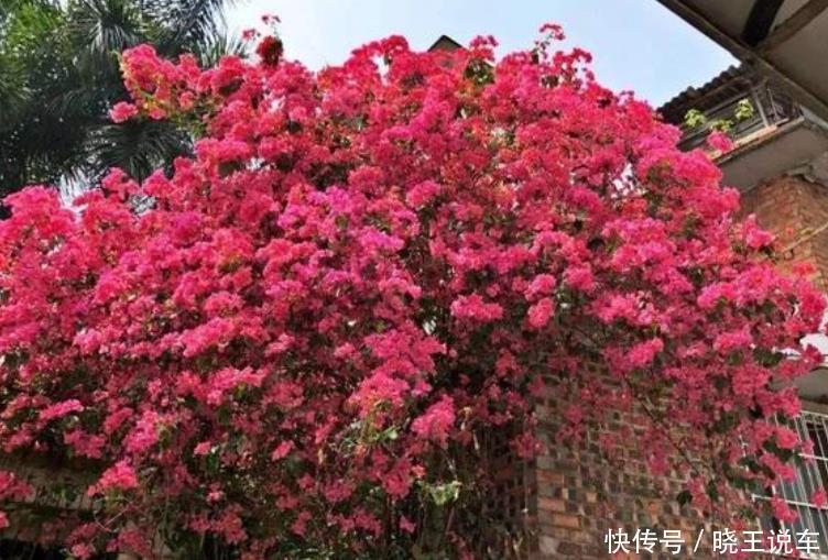 居家就养此款花卉，不闻不问，四季有花开，花香四溢飘满屋，美