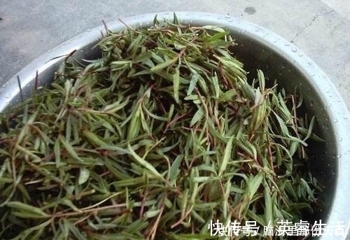 丝石竹|农村野菜-山蚂蚱菜,不止是美食生肌长骨有奇效