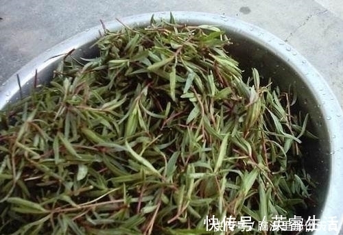 丝石竹|农村野菜-山蚂蚱菜，不止是美食生肌长骨有奇效