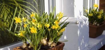 家家都有的调味料,用来养花,杀菌消毒不长虫,花期延长好几倍!