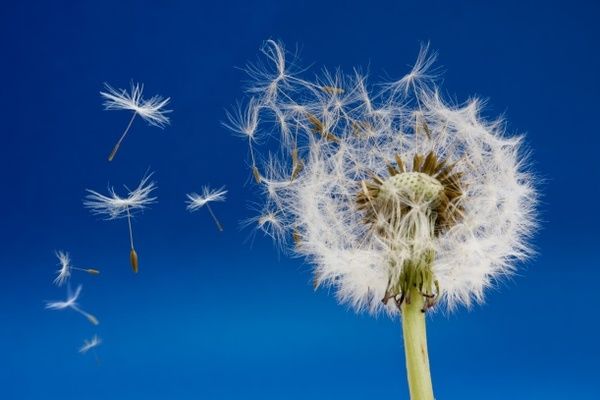 睡不踏实，多梦易醒？这道野菜也许能让你一觉睡到天亮~