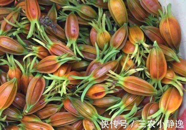 贫血|女性常吃此物，不贫血，没白发，不近视，抗衰老，清洁血液