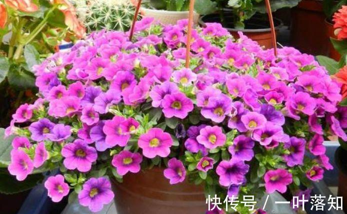 4种花一养就上瘾，种植简单花期超长，开出一片花海