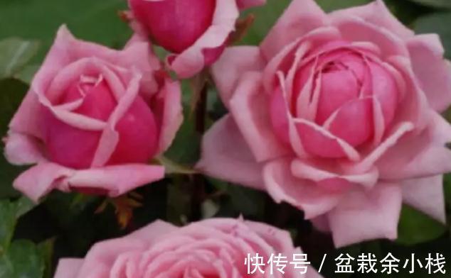 浓香|勤花，花大，浓香，不垂头，这就是月季结爱