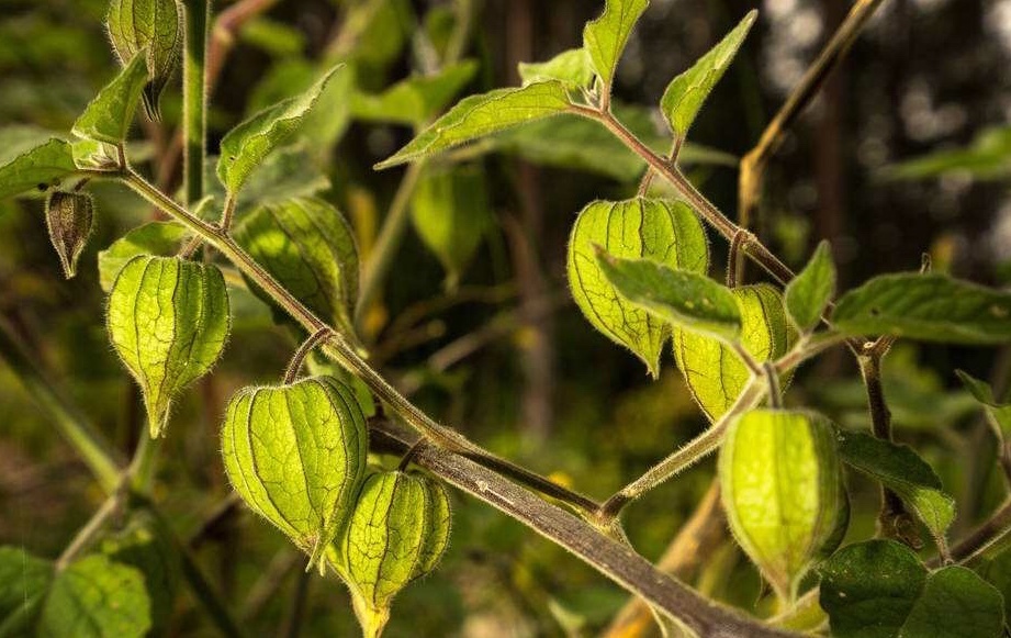 灯笼果|常吃灯笼果对人体有2大好处,如此吃血压正常了,血脂也不高了