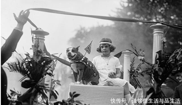 立功|世界上军衔最高的狗，立功数量超过普通士兵，总统也是它粉丝