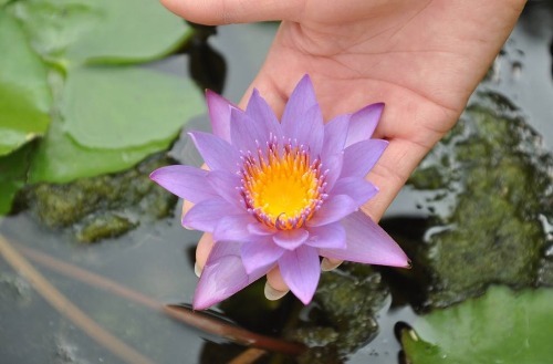 碗莲花儿惹人爱,掌握以下技巧,现在播种,夏天开花不是问题