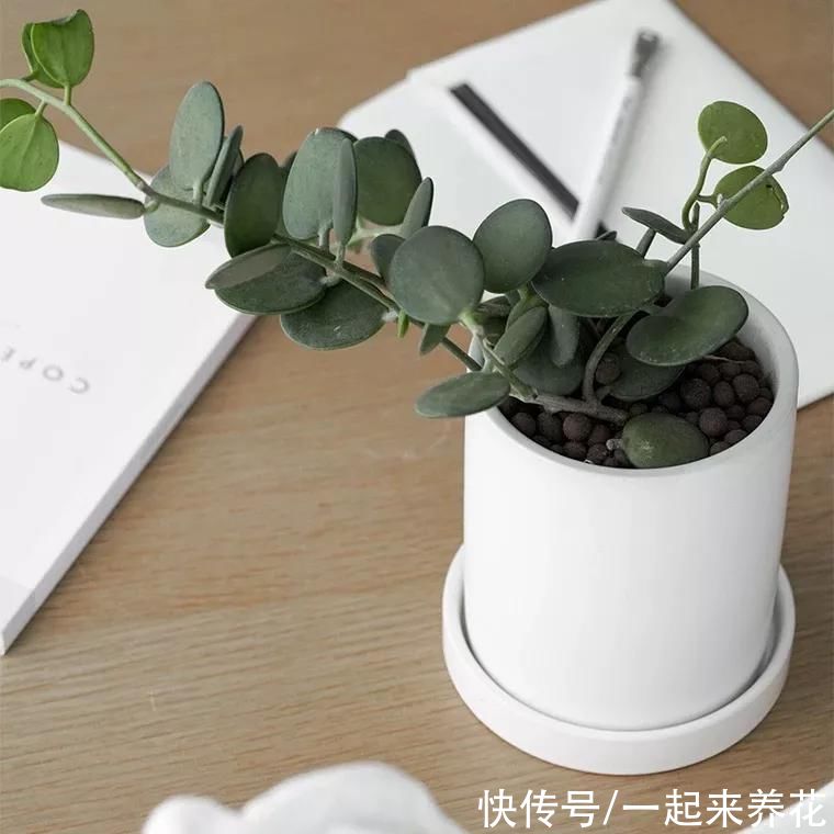 呆萌圆滚小萌物“碧雷鼓”，花语是：我可以背出圆周率