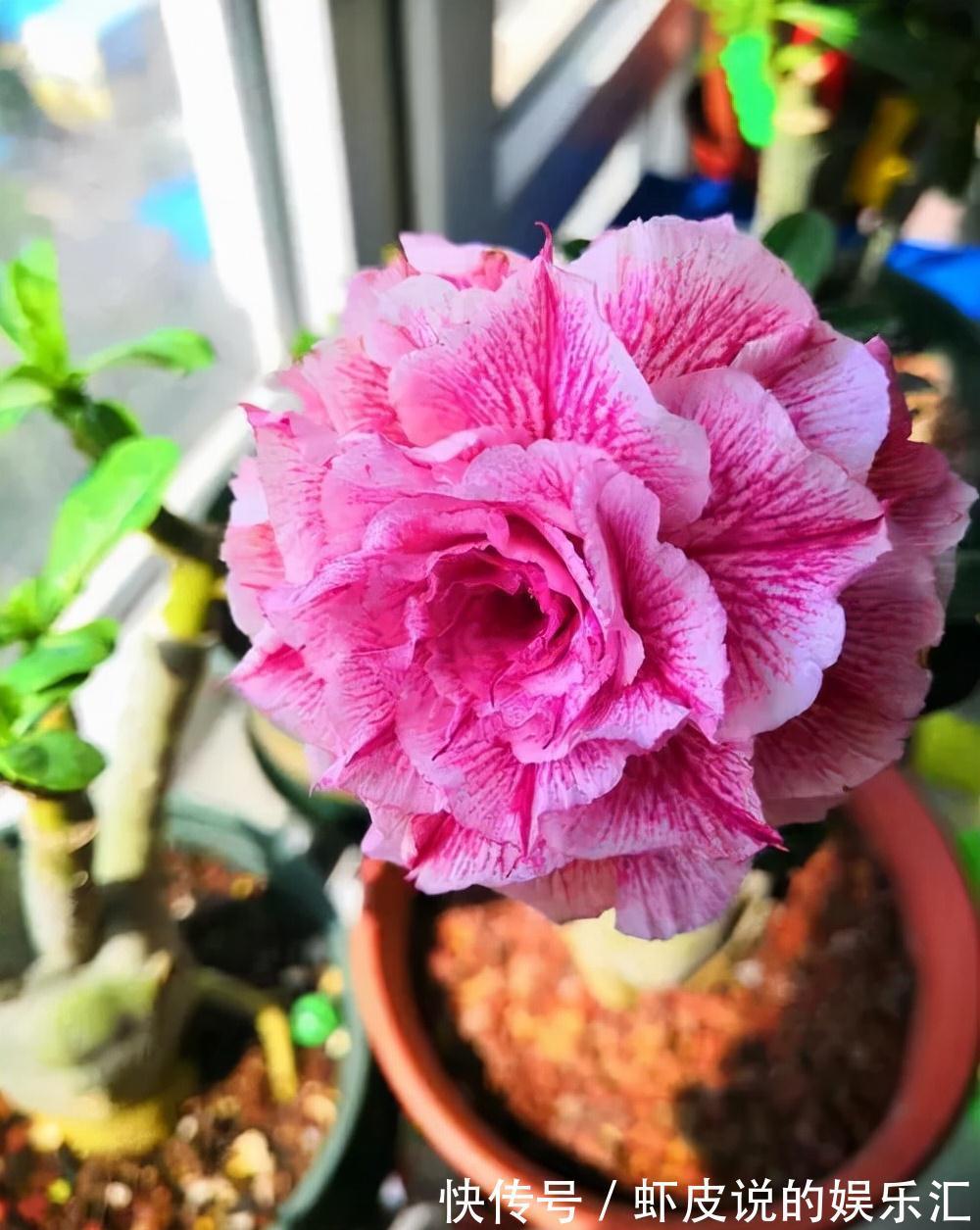 植物|7种“懒人花”，漂亮又好养，客厅养一盆，大气吉祥，养人又旺家