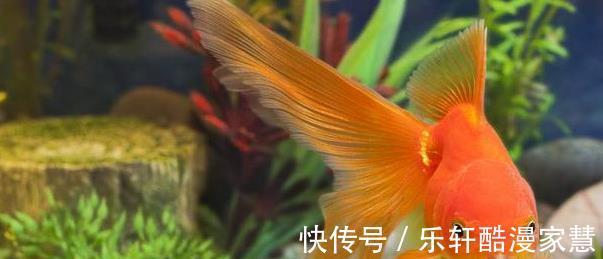 鲫鱼|人类几乎什么都吃，却唯独对金鱼敬而远之