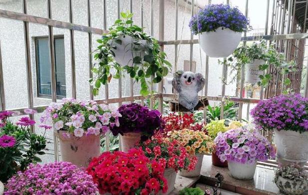 养花旧土该如何重复利用掌握这些,不用多费劲就能变成新土