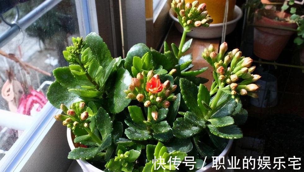 不易“养死”的13种花，独特有格调，好养又漂亮，新手养花首选