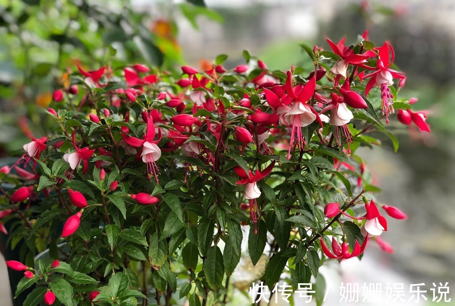 公认难养的4种花,之所以养不好,是因为你触碰了它们的“弱点”