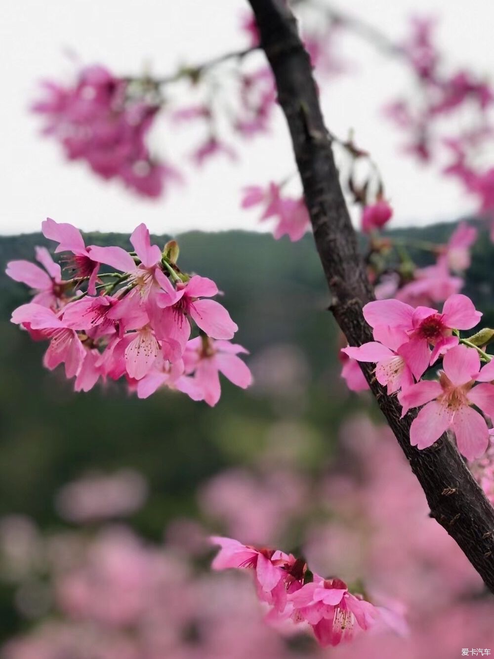 邂逅那片花海