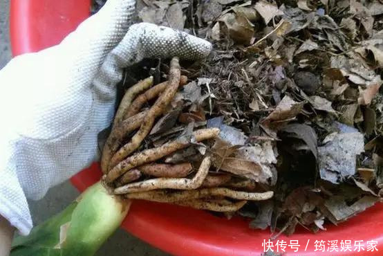 绿萝|4种花爱“吃土”,1年不换盆,盆里全是根不见土,换盆才能长好