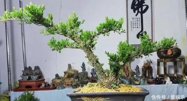 10年前一盆上万，10年后一盆十块，烂大街的黄杨，被玩坏的盆景