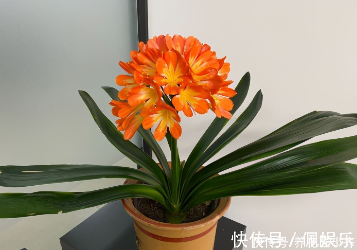 养君子兰|春季养君子兰,新手不经意会犯五个错,难怪越养越糟,始终养不好