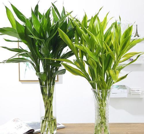 3种喜阴花,就怕太阳晒,“阴”着养不黄叶,越长越好看!