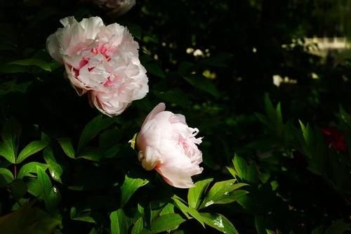 牡丹花开了！太原人请收好这篇赏花指南……