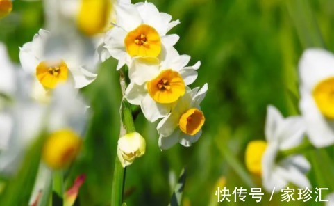 花信風&一杯一盞品年芳,一岁一斛渡良辰。