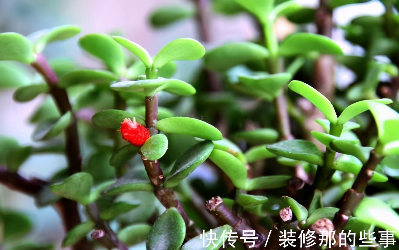 风水学|命里“多金”的5种花,寓意好又贵气,家里养一盆,带来好运气