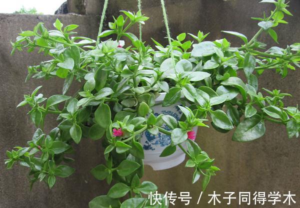 生根|立秋后,建议扦插6种花,温度适宜“利于”生根,成活率高