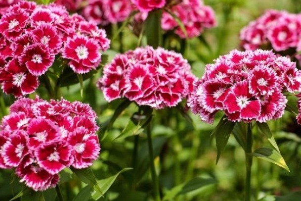 此花,一开就90天,花大色艳胜芍药,香气四溢 ,新手也能养爆盆