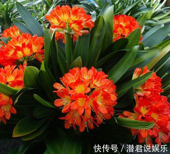 君子兰|君子兰不开花老花匠有“开花秘诀”，轻松养爆盆，花苞蹭蹭长