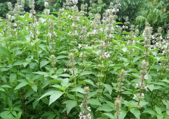 农村|农村一种常见的野菜,拿金子也换不来,有治疗心脏病的效果!