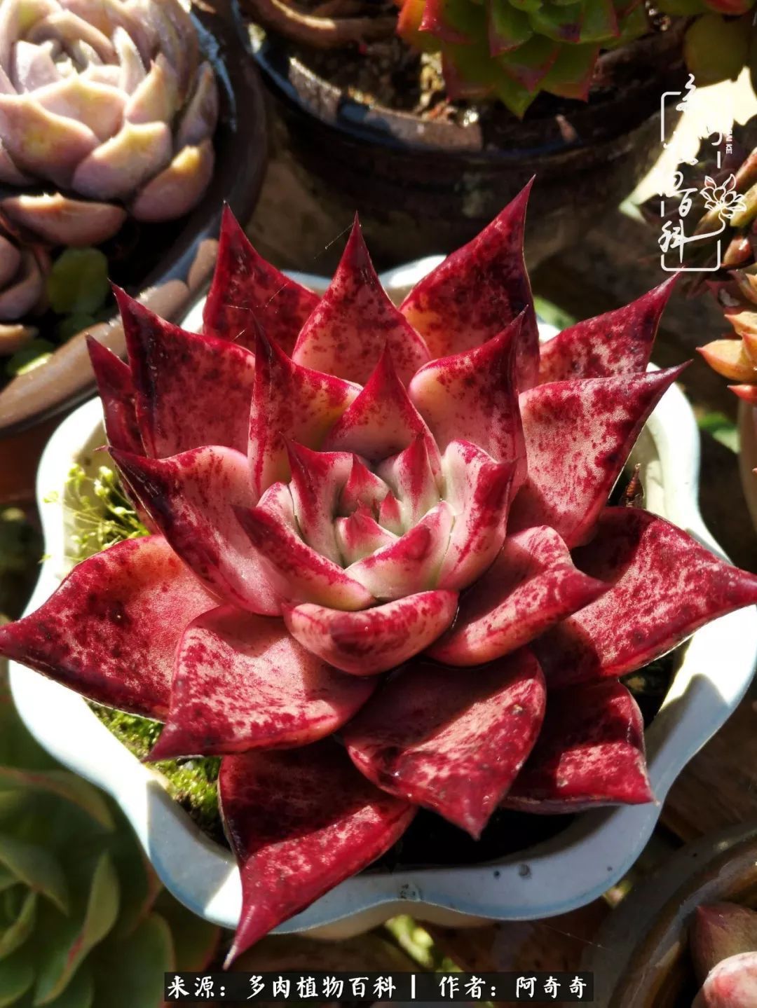 静心养多肉，只是为了在成人的世界里随波不逐流！