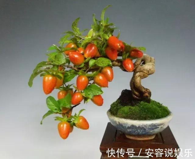 珊瑚豆|春节前养3种树，挂满“黄金果”，旺财又旺运！