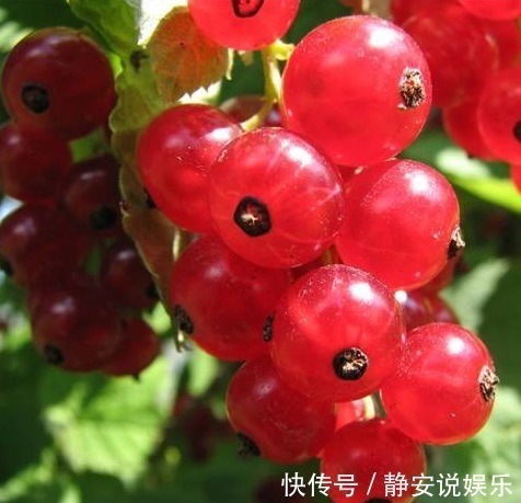 降血压|农村这种常见的野果,不但能降血脂、降血压,还能治疗皮肤病!