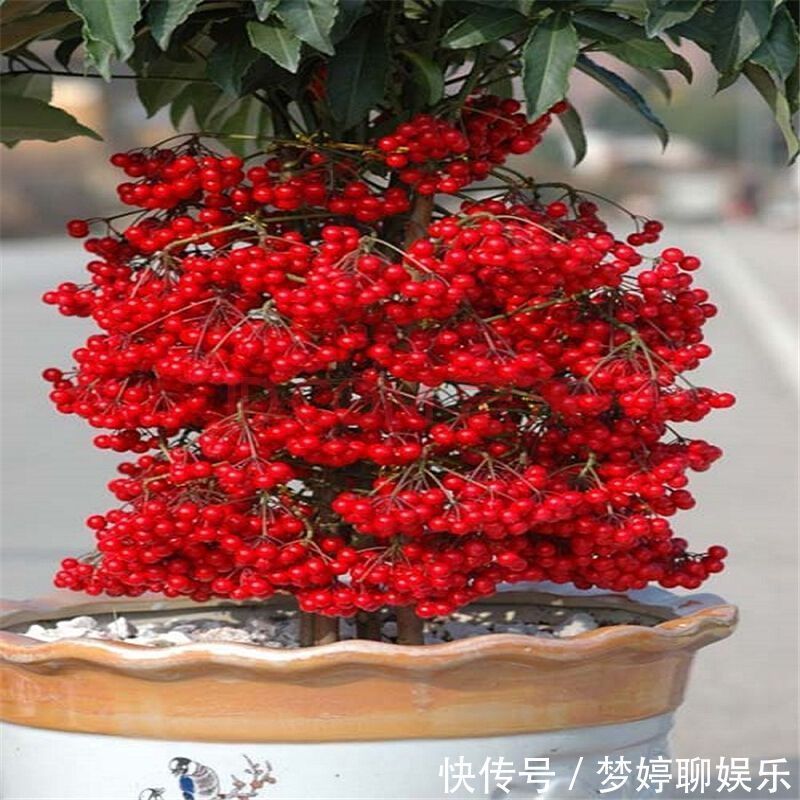 1种花，人称“黄金万两”，客厅养1盆，吉祥好运来，我就养了