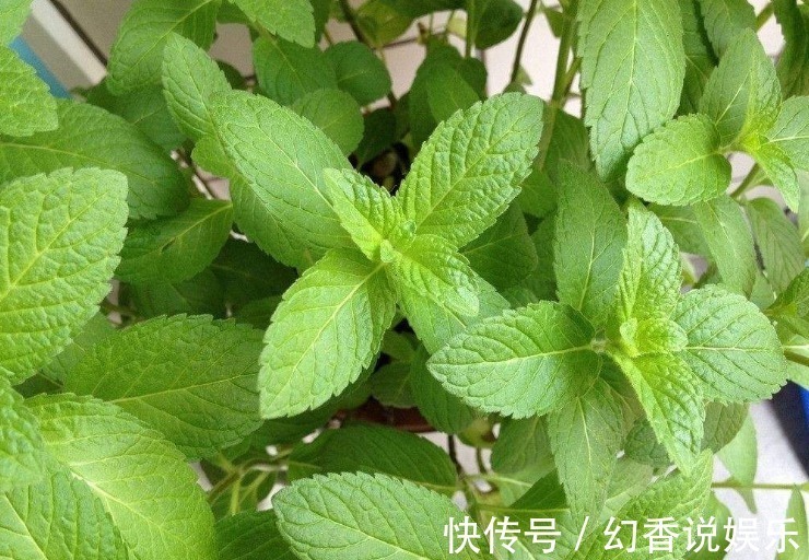 野草|立秋后，常用此叶子泡水喝，消炎杀菌，清凉润喉，老人小孩都适用