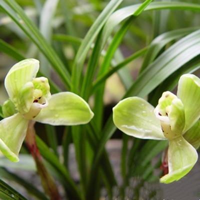 用淘米水浇兰花,把兰花浇死了是怎么回事淘米水可以浇兰花吗